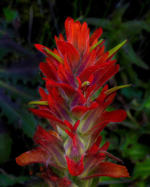 Castilleja litoralis - Costal Pintbrush 14-2026_1.jpg